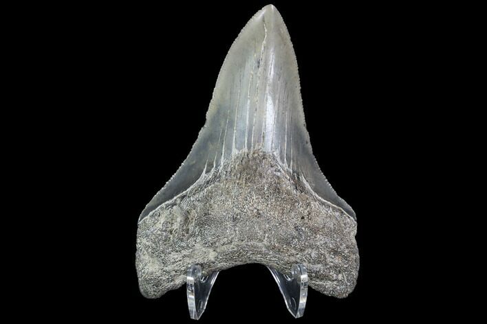 Serrated, Fossil Megalodon Tooth - Georgia #101519